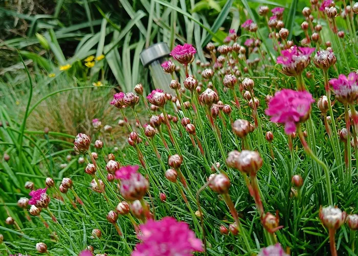 Le Le Marillet * Thorigny (Vendee)